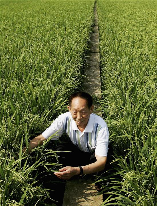 2006年6月20日，湖南长沙，袁隆平在杂交水稻种植场查看水稻生长情况。